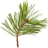 Siberian stone pine